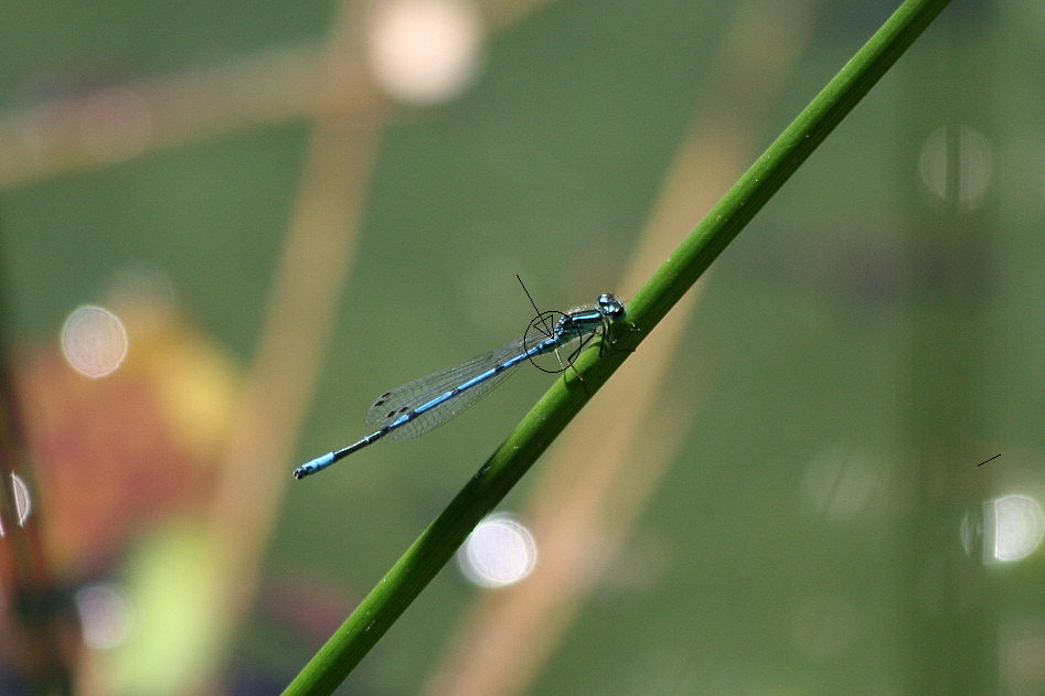 Coenagrion puella?